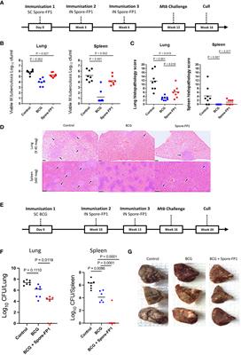 Spore-FP1 tuberculosis mucosal vaccine candidate is highly protective in guinea pigs but fails to improve on BCG-conferred protection in non-human primates